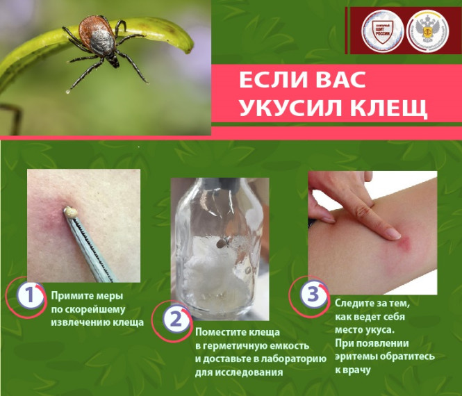 Осторожно! Клещи!. Осторожно! Клещи!.